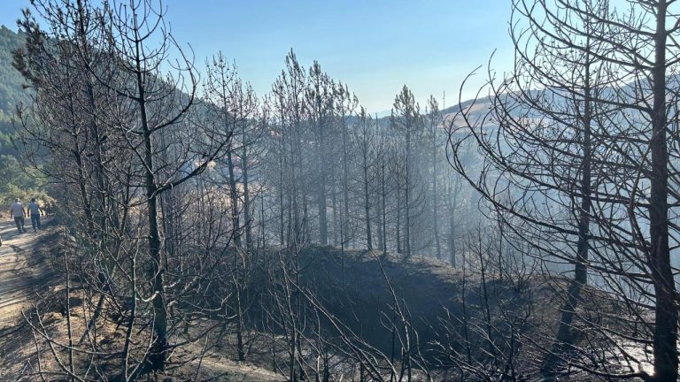 Bursa'daki orman yangını zamanında müdahaleyle söndürüldü