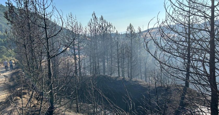 Bursa'daki orman yangını zamanında müdahaleyle söndürüldü