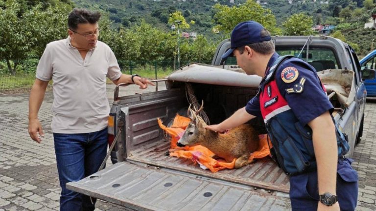 Giresun'da yaralı karaca koruma altına alındı