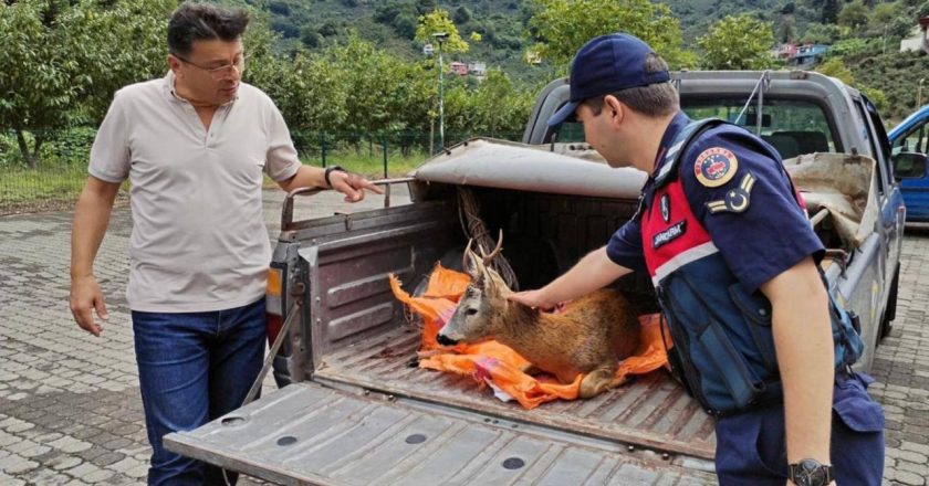 Giresun'da yaralı karaca koruma altına alındı