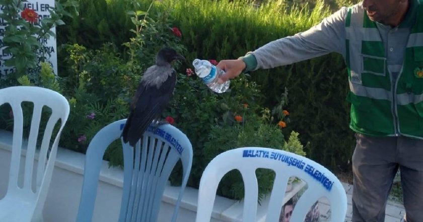 Baygın bulduğu kargayı lokumla besledi