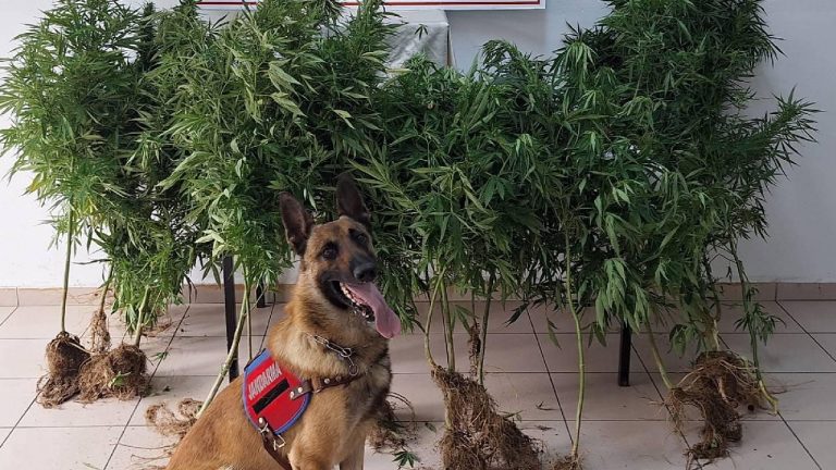 Bartın'da uyuşturucu operasyonunda 3 şüpheli yakalandı