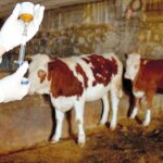 Şap hastalığına karşı haftada 1.3 milyon aşı