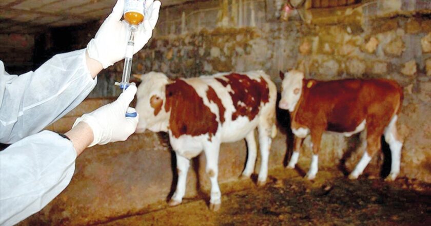 Şap hastalığına karşı haftada 1.3 milyon aşı