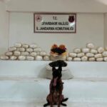 Diyarbakır’da Yüklü Miktarda Skunk ve Esrar Yakalandı